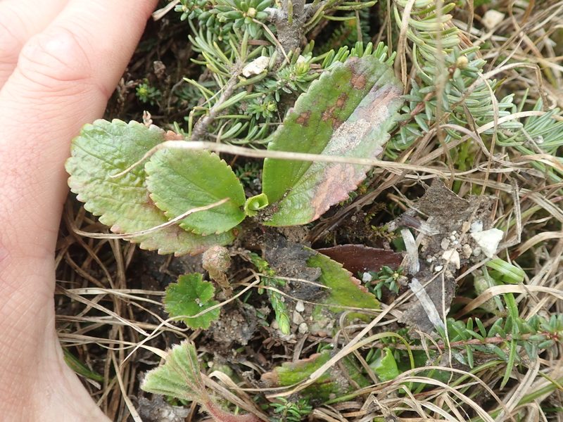 Leptarrhena pyrolifolia, photographed by F Quiec