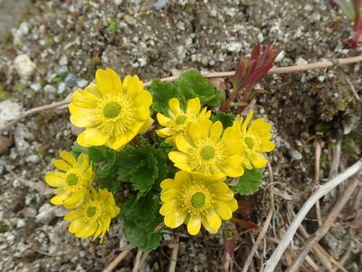 Arcteranthis cooleyae, photographed by F Quiec