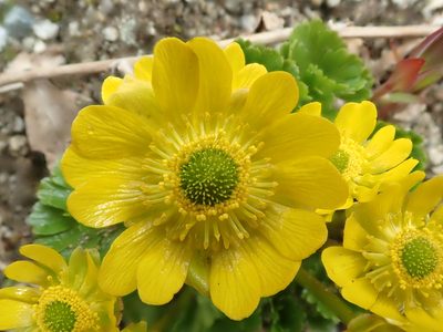 Arcteranthis cooleyae, photographed by F Quiec