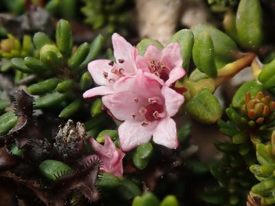 Kalmia procumbens