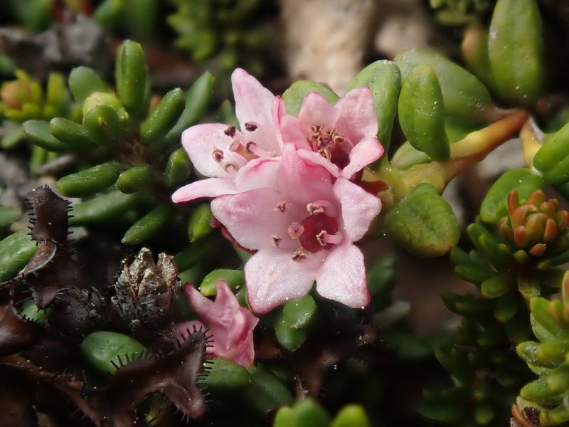Kalmia procumbens, photographed by F Quiec