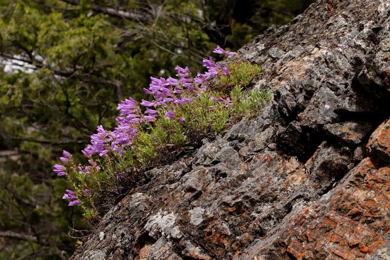 Penstemon fruticosus, photographed by Ian Adams