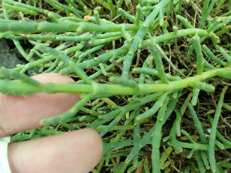 Salicornia pacifica, photographed by James H. Thomas
