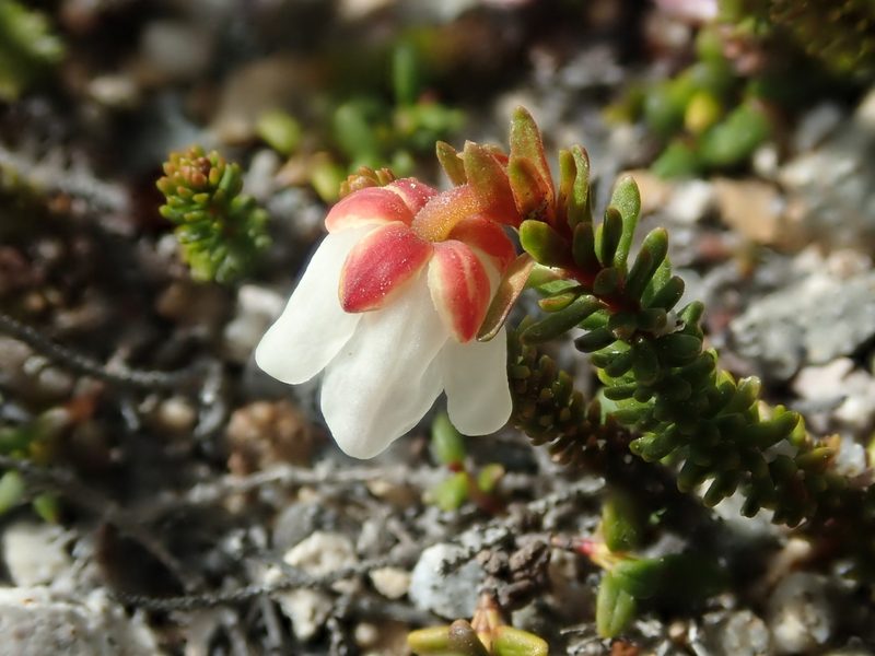 Harrimanella stelleriana, photographed by F Quiec