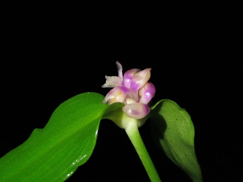 Tradescantia zanonia, photographed by Sobeida Morales