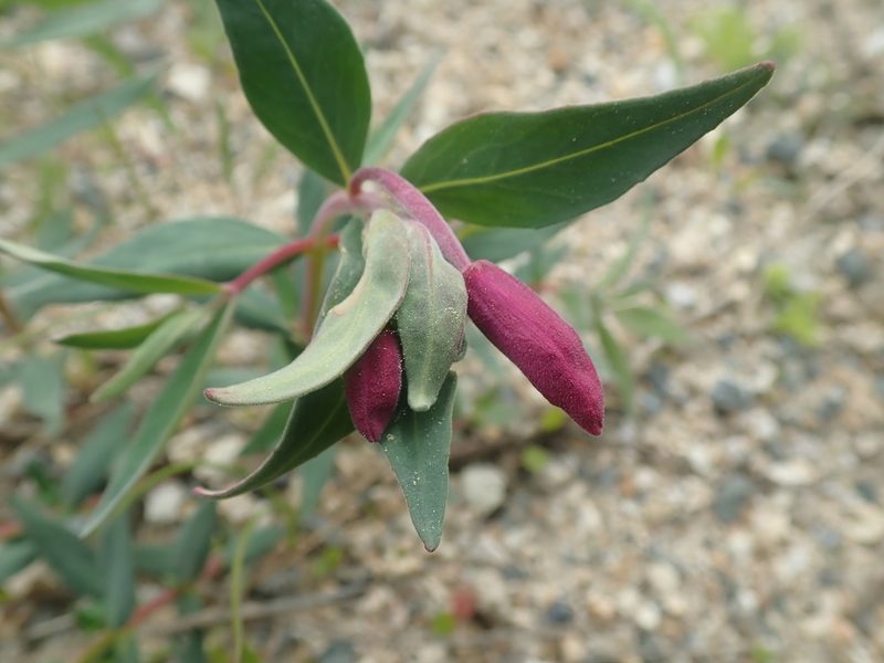 Epilobium latifolium, photographed by F Quiec