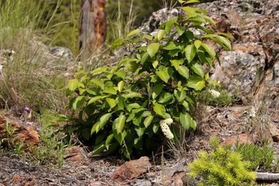 Prunus virginiana, photographed by Ian Adams