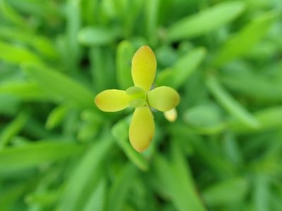 Jaumea carnosa, photographed by James H. Thomas