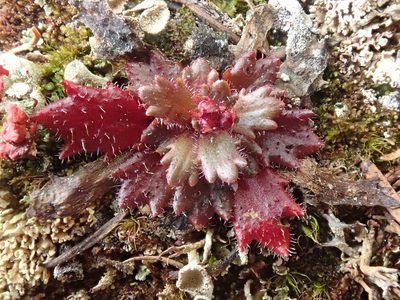 Micranthes ferruginea
