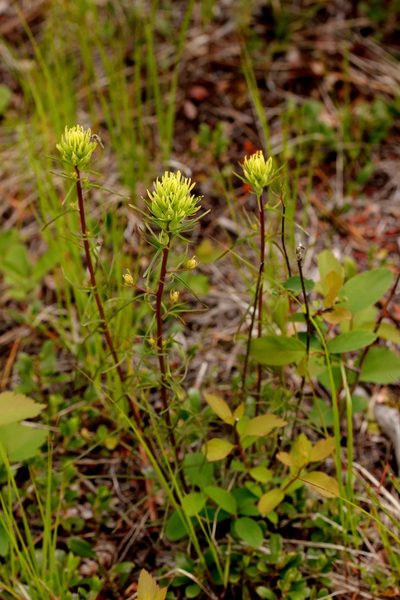 Castilleja lutescens, photographed by Ian Adams