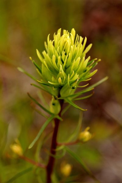 Castilleja lutescens, photographed by Ian Adams