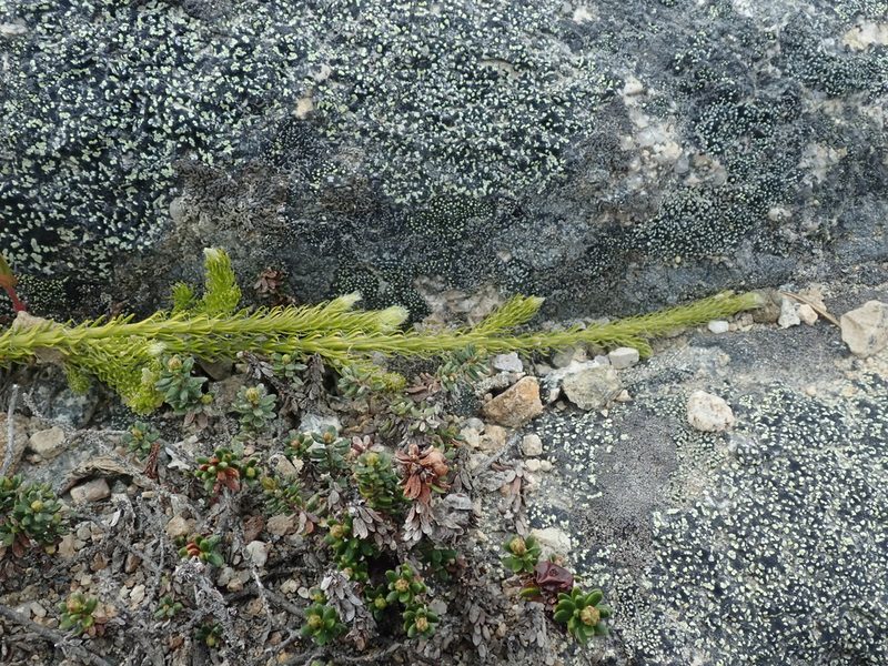 Lycopodium lagopus, photographed by F Quiec
