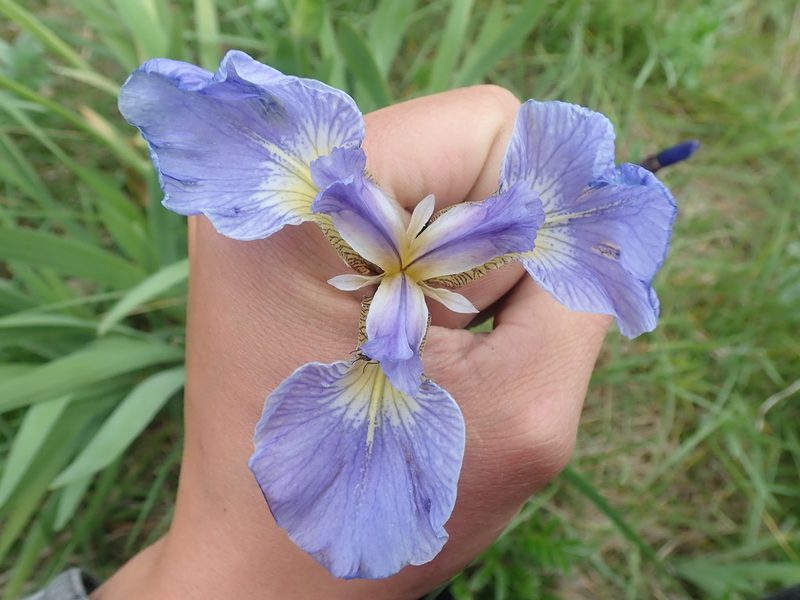 Iris setosa, photographed by F Quiec