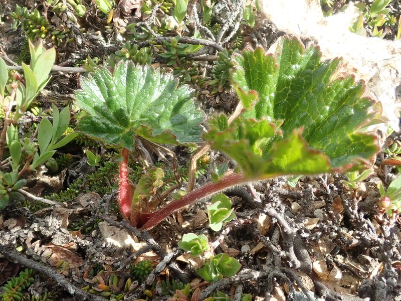 Geum calthifolium, photographed by F Quiec