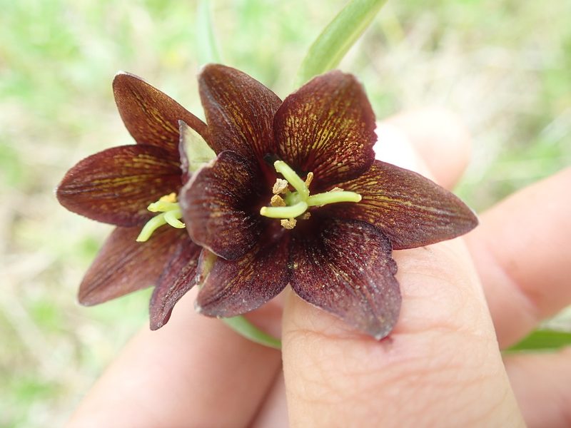 Fritillaria camschatcensis, photographed by F Quiec