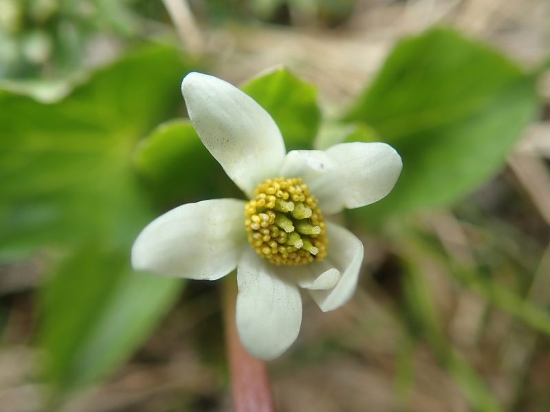 Caltha leptosepala, photographed by F Quiec