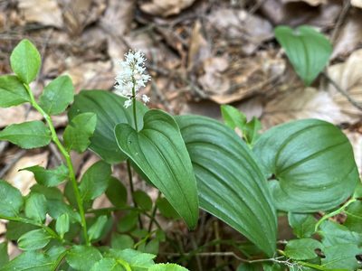 Maianthemum bifolium, photographed by Pavel Kacl