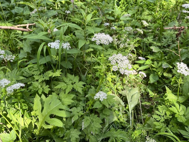 Chaerophyllum hirsutum, photographed by Pavel Kacl
