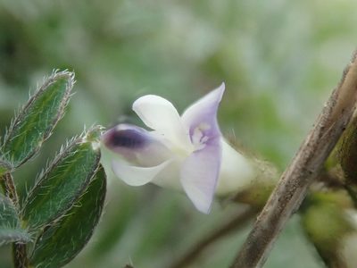 Astragalus alpinus, photographed by F Quiec