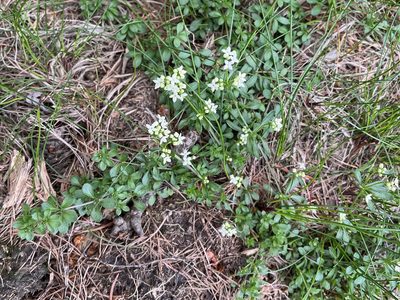Galium saxatile, photographed by Pavel Kacl