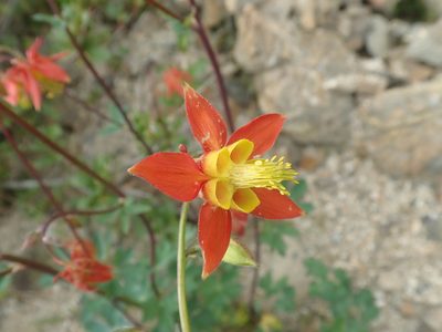Aquilegia formosa, photographed by F Quiec