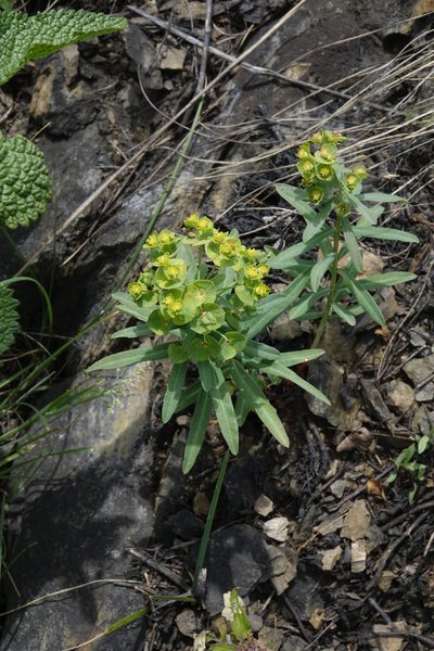 Euphorbia caesia, photographed by Oleg Kosterin