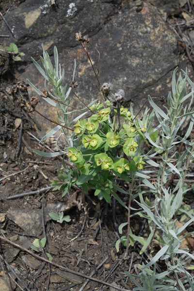 Euphorbia caesia, photographed by Oleg Kosterin