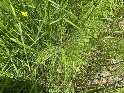 Equisetum sylvaticum, photographed by Pavel Kacl