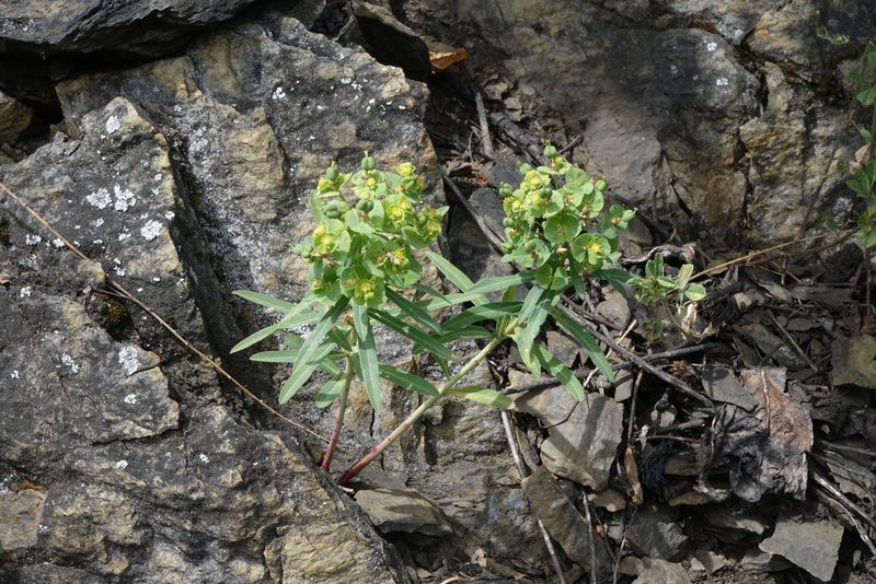 Euphorbia caesia, photographed by Oleg Kosterin
