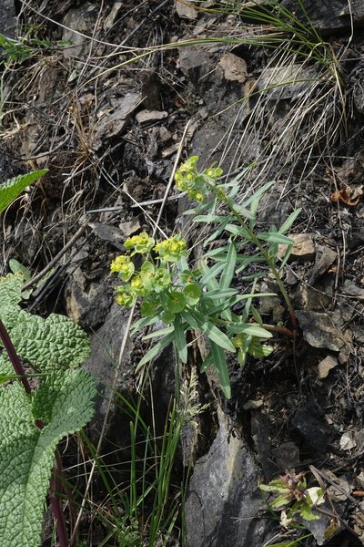 Euphorbia caesia, photographed by Oleg Kosterin