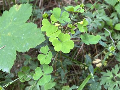 Oxalis stricta, photographed by Pavel Kacl