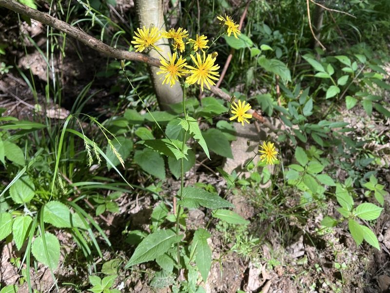 Crepis paludosa, photographed by Pavel Kacl