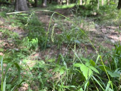 Carex sylvatica, photographed by Pavel Kacl