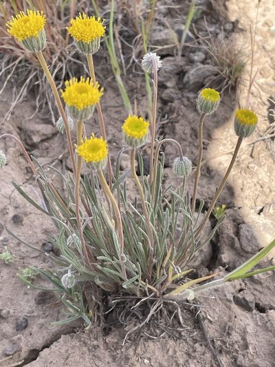 Erigeron bloomeri, photographed by Mark Pollock