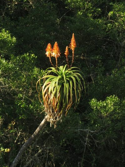 Aloe pluridens, photographed by Christiaan Viljoen