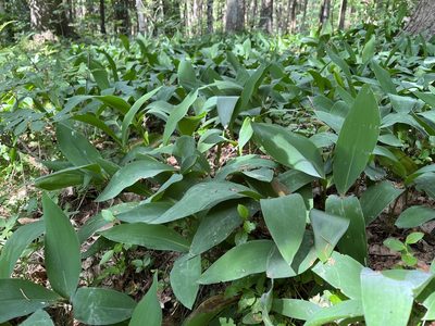 Convallaria majalis, photographed by Pavel Kacl