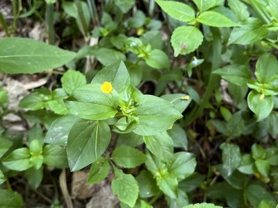 Lysimachia nemorum, photographed by Pavel Kacl