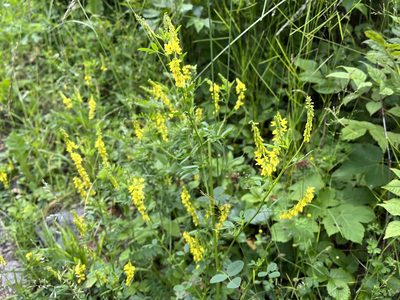 Melilotus officinalis, photographed by Pavel Kacl