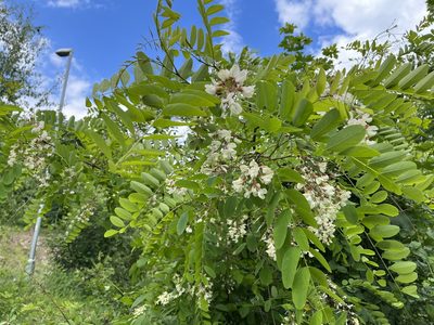 Robinia pseudoacacia, photographed by Pavel Kacl