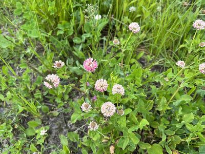 Trifolium hybridum, photographed by Pavel Kacl