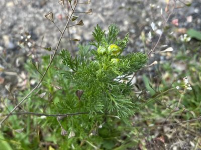 Matricaria discoidea, photographed by Pavel Kacl