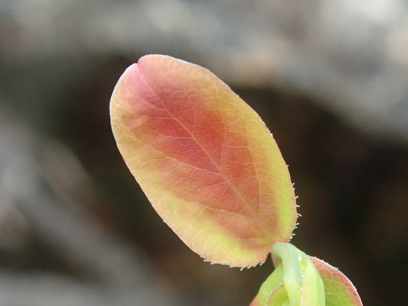 Vaccinium ovalifolium, photographed by F Quiec
