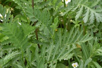 Tanacetum vulgare, photographed by Марина Садыкова