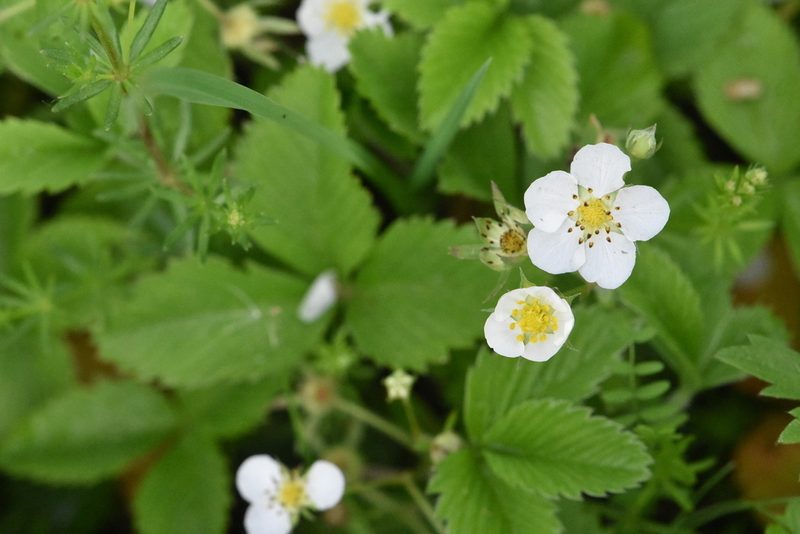 Fragaria viridis, photographed by Марина Садыкова