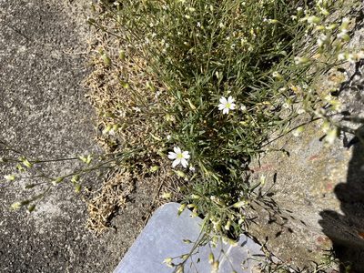 Cerastium arvense, photographed by Pavel Kacl