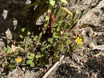 Oxalis corniculata, photographed by Pavel Kacl