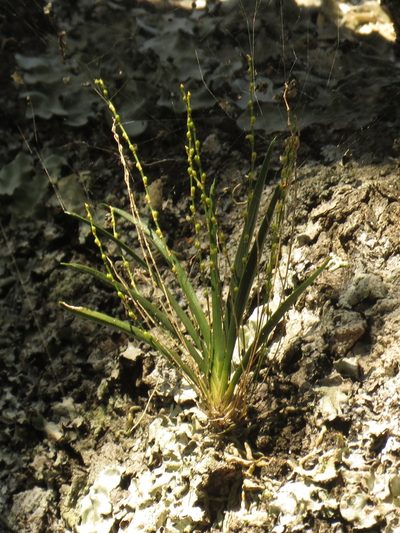 Angraecum pusillum, photographed by Christiaan Viljoen