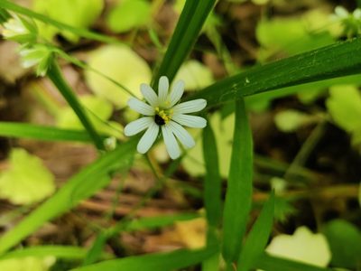 Rabelera holostea, photographed by Ульяна Лалак