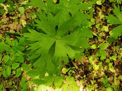 Aconitum septentrionale, photographed by Ульяна Лалак