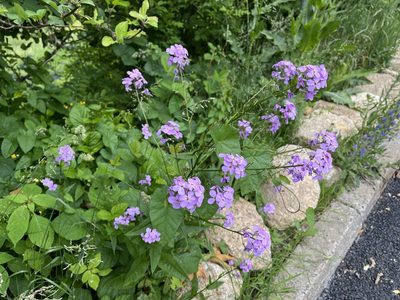 Hesperis matronalis, photographed by Pavel Kacl